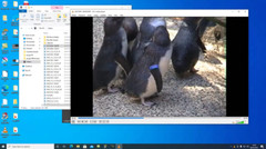 Firewire MiniDV Video Capture PCI-E Card for Windows 11 / 10 Desktop PC.