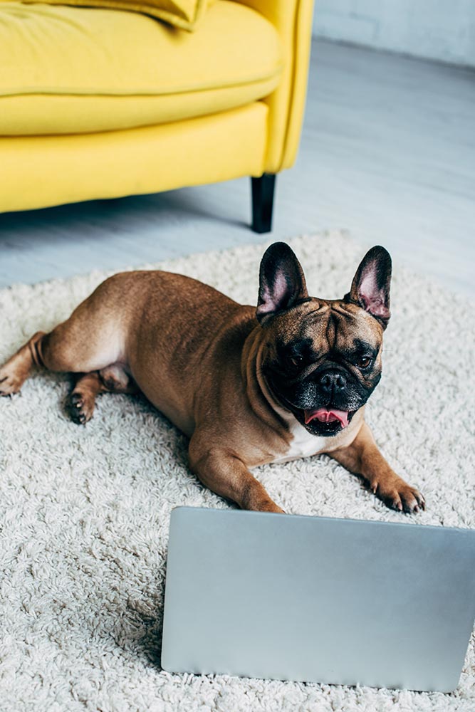 adorable french bulldog lying on carpet and looking at laptop